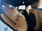 2019 BMW 4 Series 430i Gran Coupe